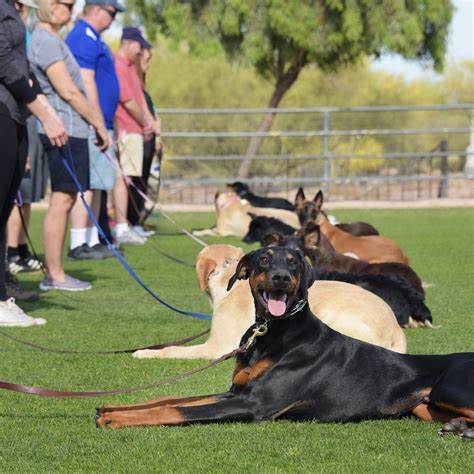 Professional Dog Training (Individual Session)