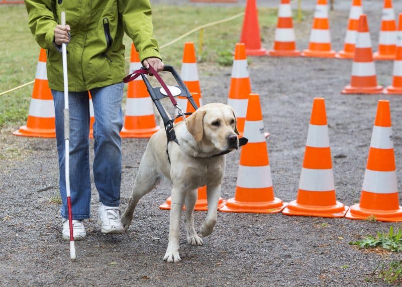 Professional Dog Training (Individual Session)