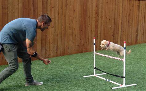 Professional Dog Training (Individual Session)