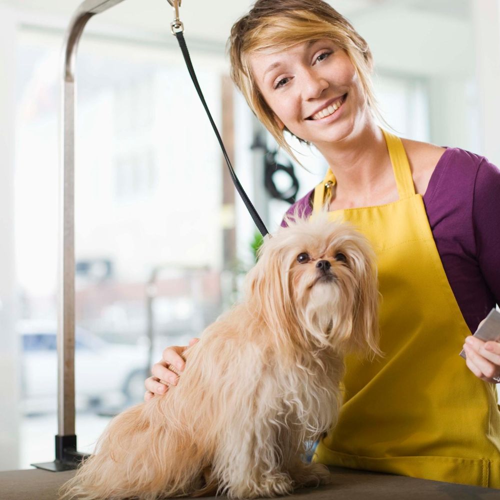 Professional Dog Grooming Services (Pick-up and Drop-off Included!)