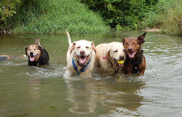 A Dogs Paw-fect Adventure @ Cherry Creek (Pick-up and Drop-off Included!)