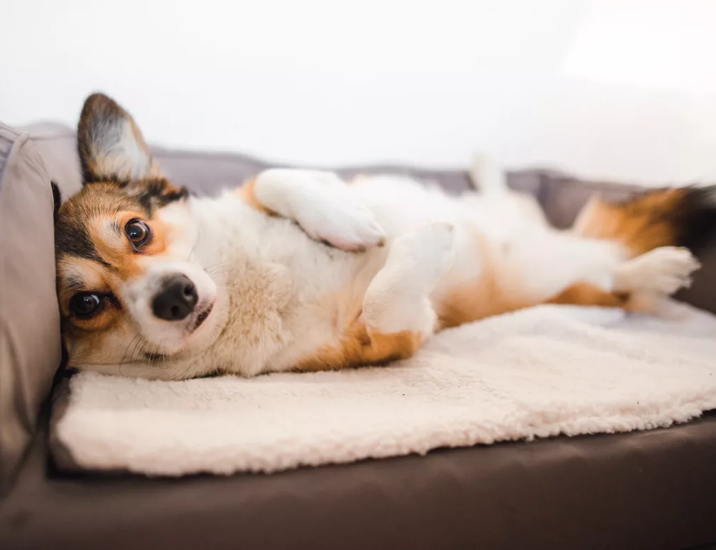 Professional Boarding / House and Pet Sitting Service (Pick-up and Drop-off Included!)