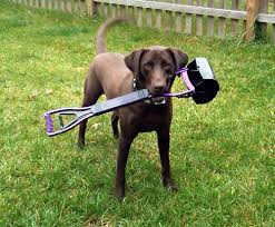 Canine Clean Up and Lawn Repair