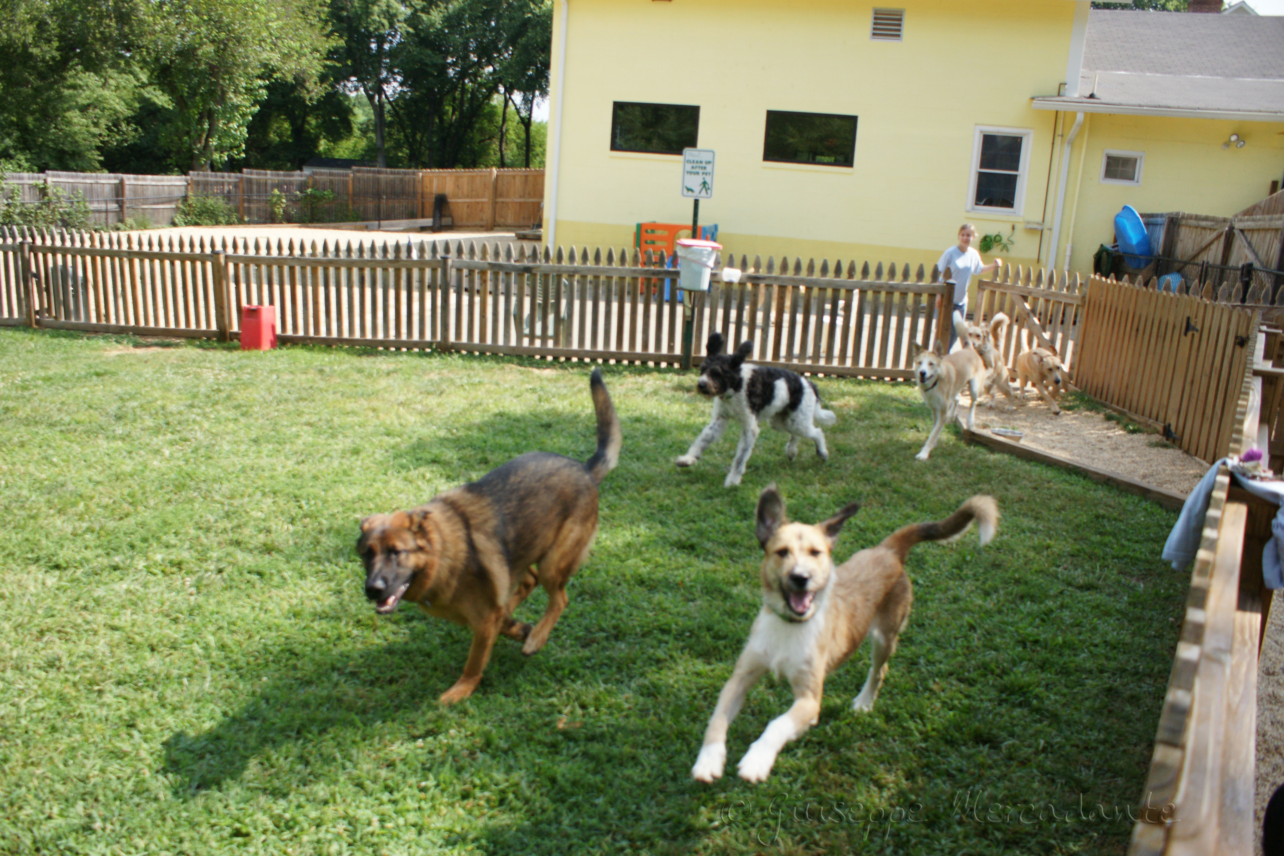 Doggie Daycare Service (8 Hours Pick-up and Drop-off Included)