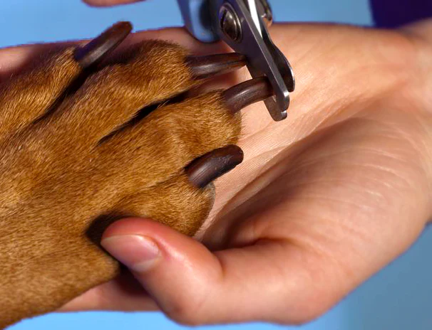 Paw Care and Nail Trim