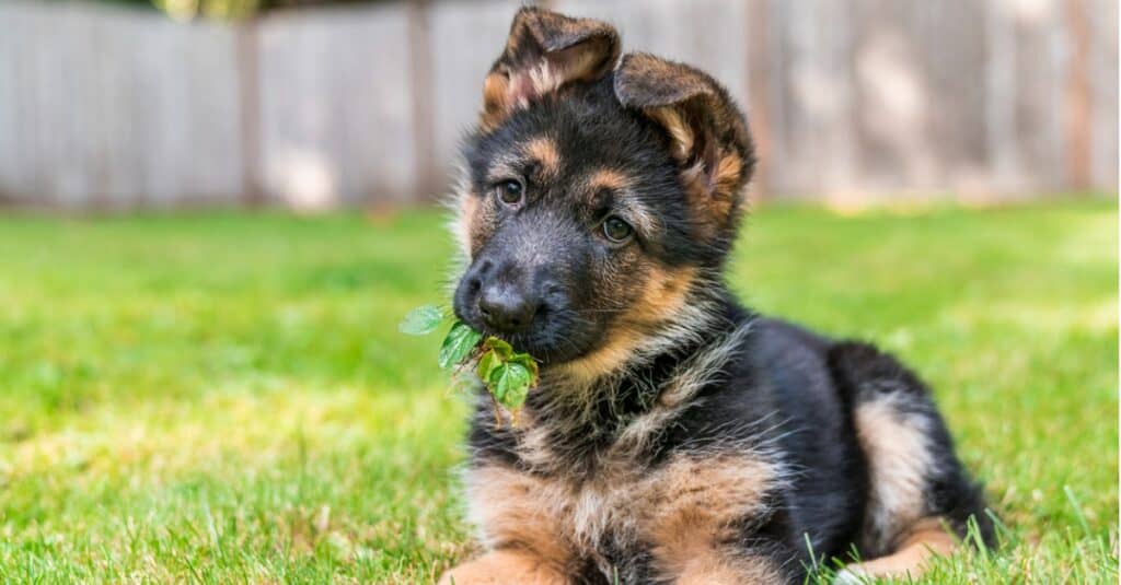 Puppy 101 