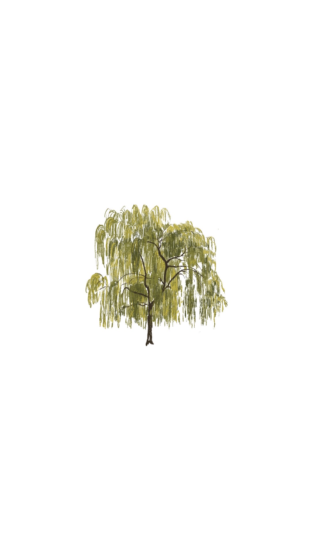 Willow tree