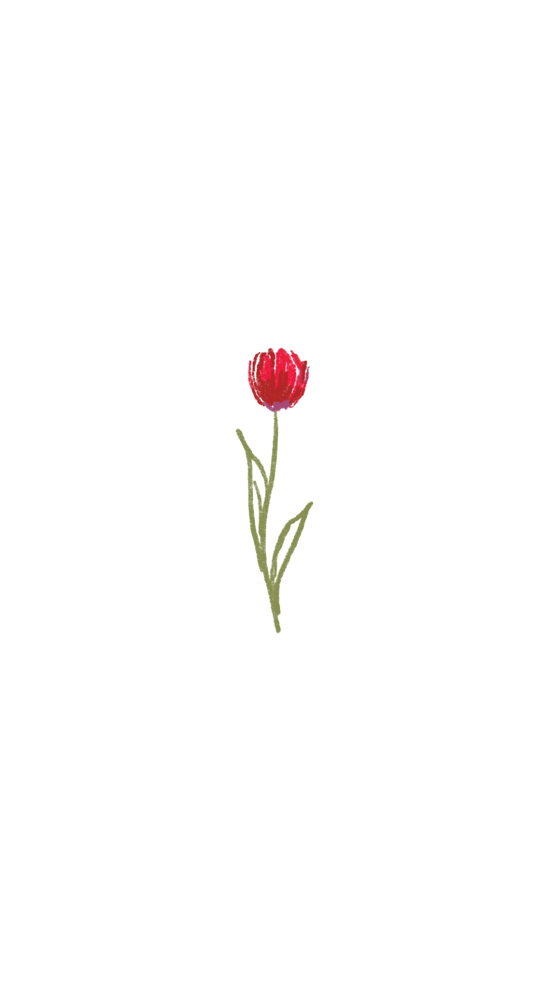 Tulip II