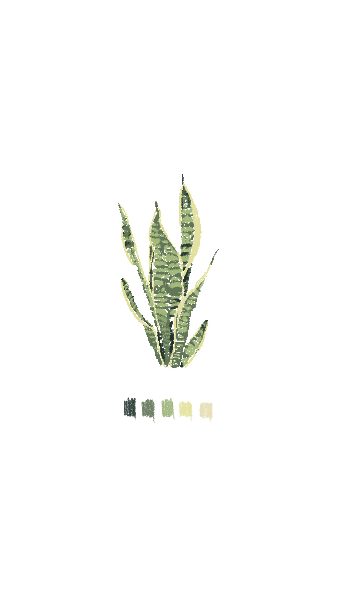 Sansevieria