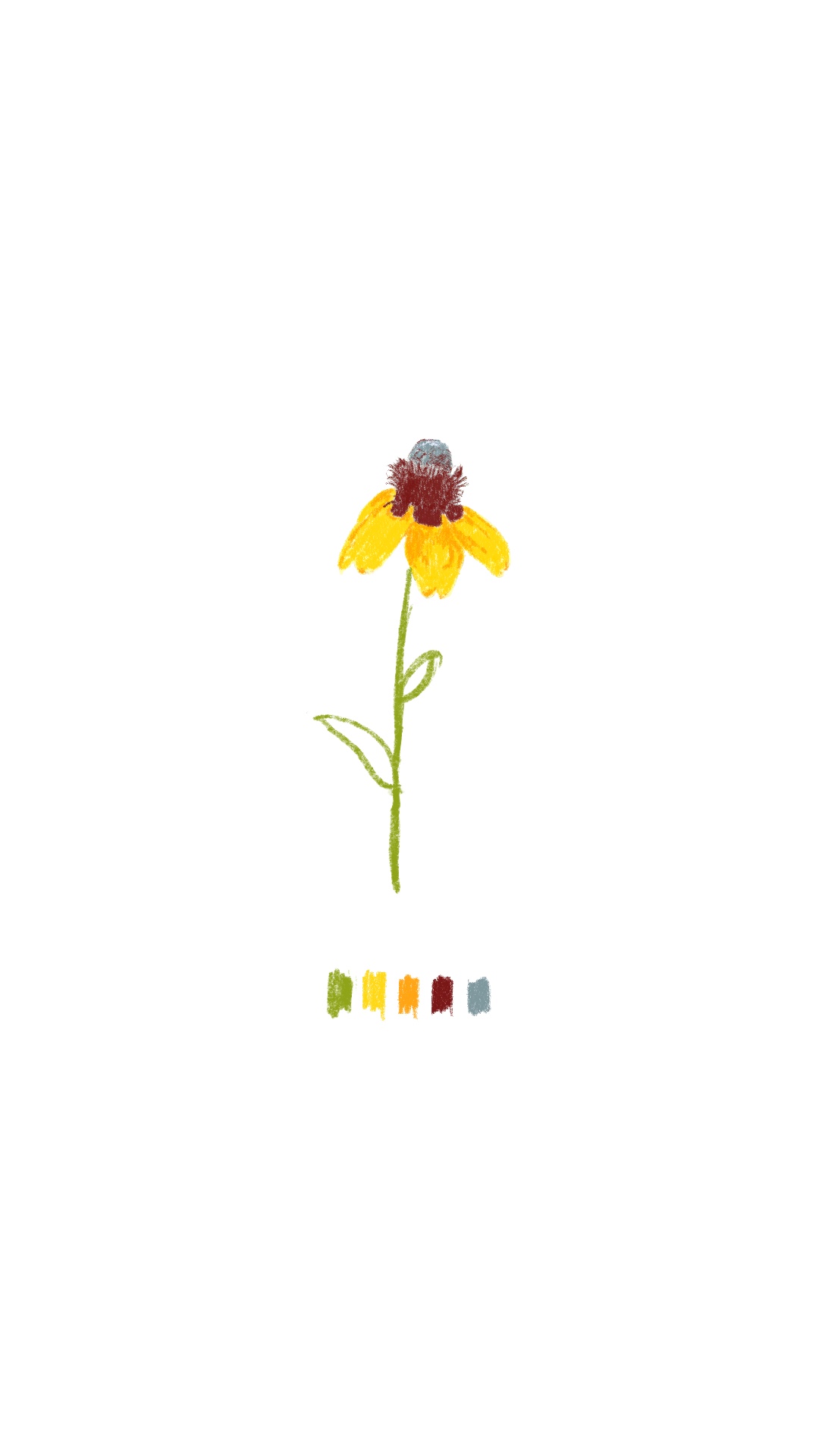 Rudbeckia