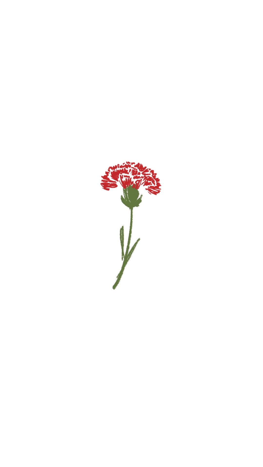 Red Carnation