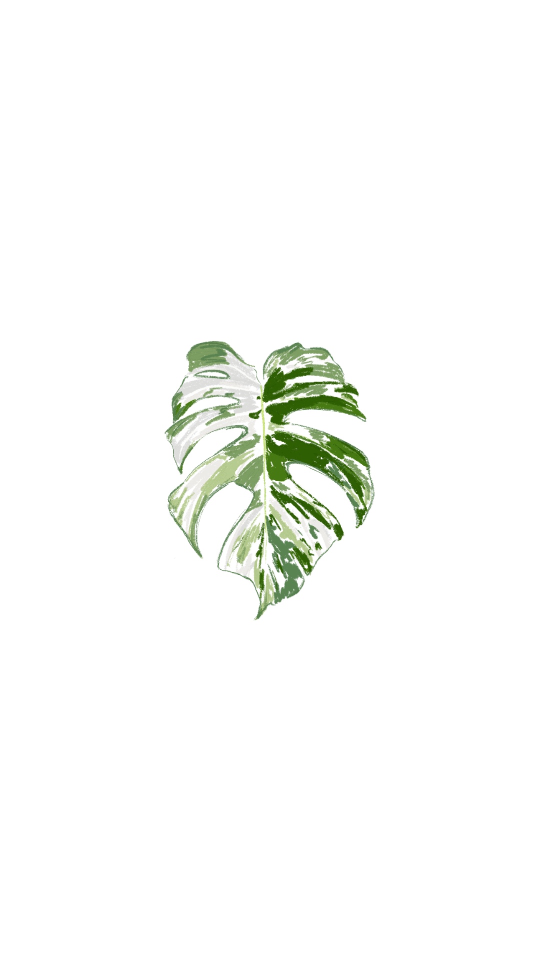 Monstera
