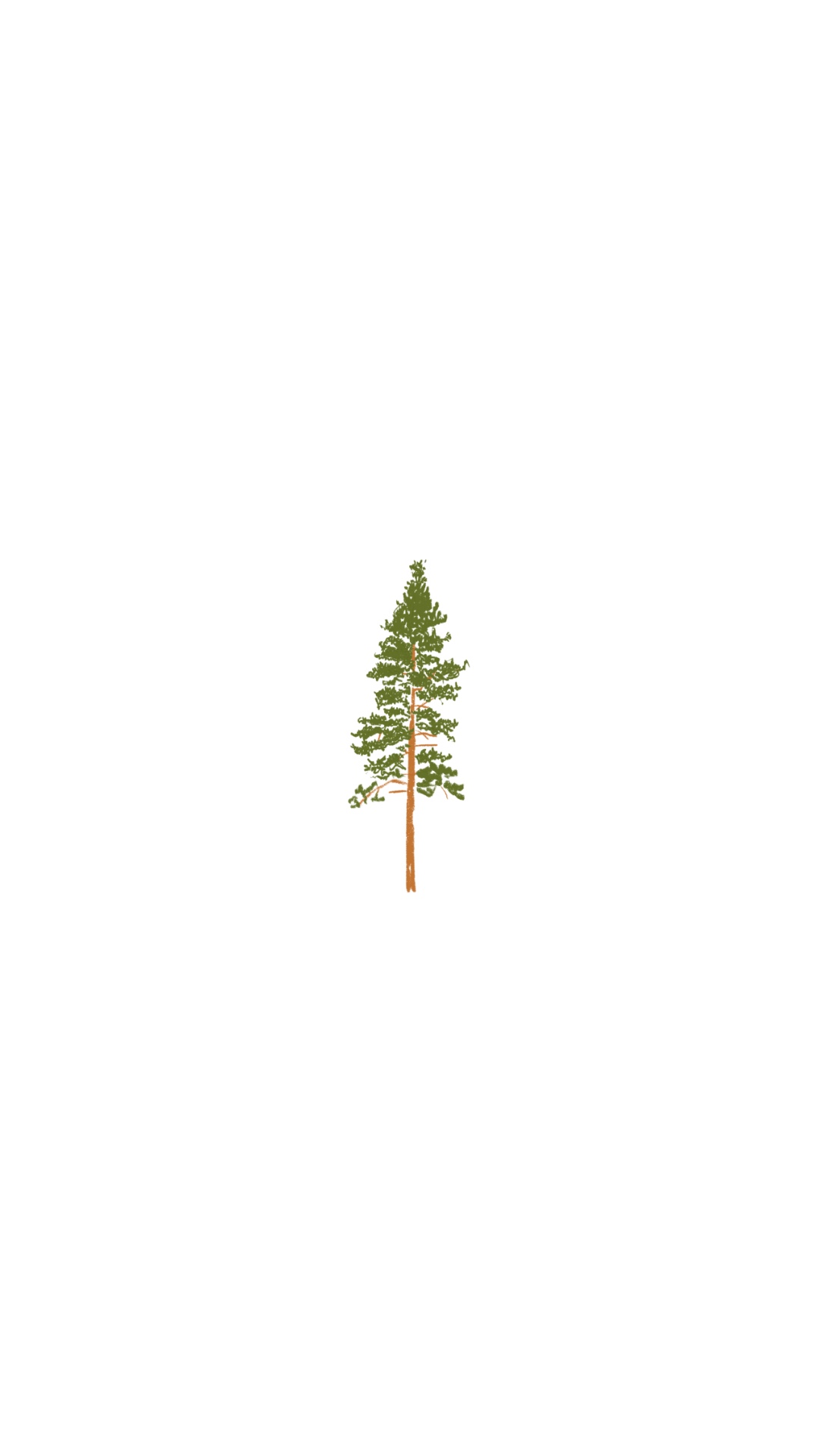 Pine tree II