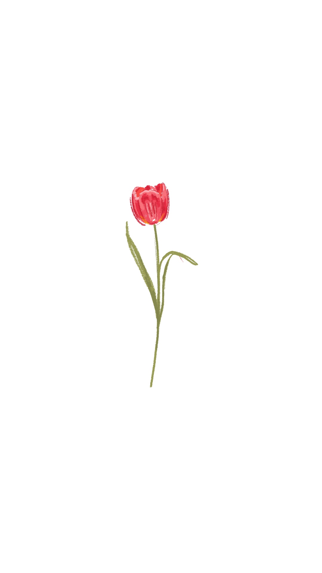 Tulip