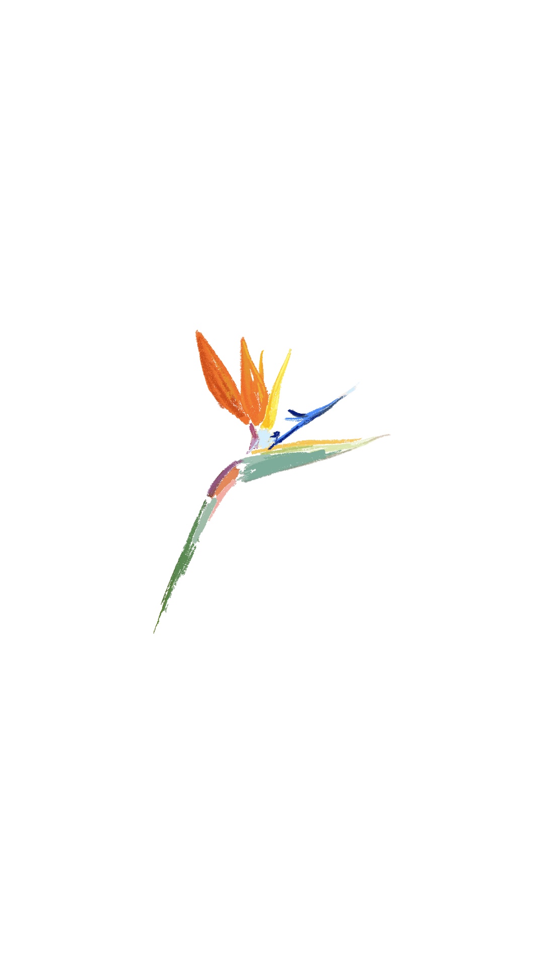 Strelitzia flower - Bird of Paradise