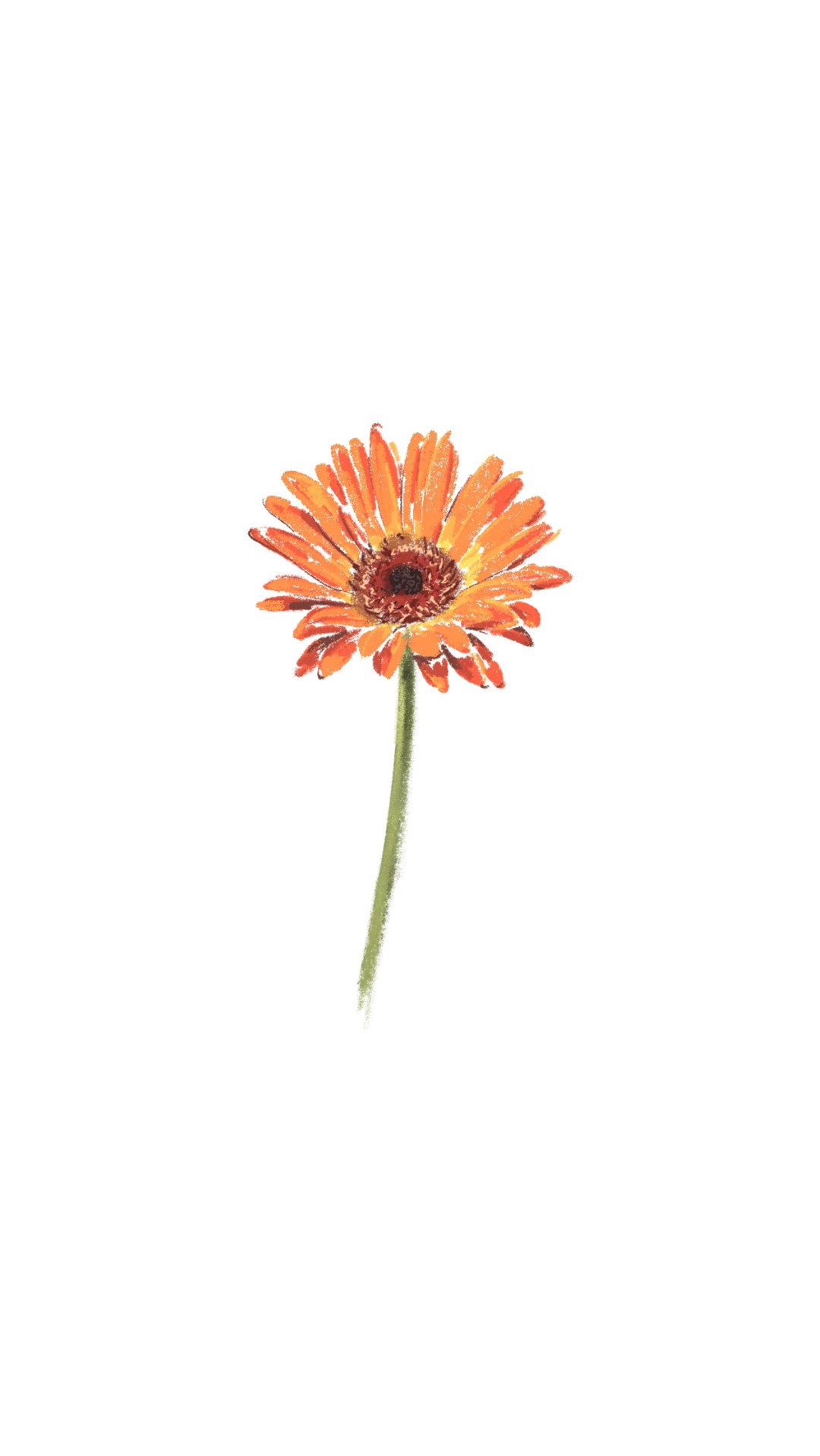 Gerbera
