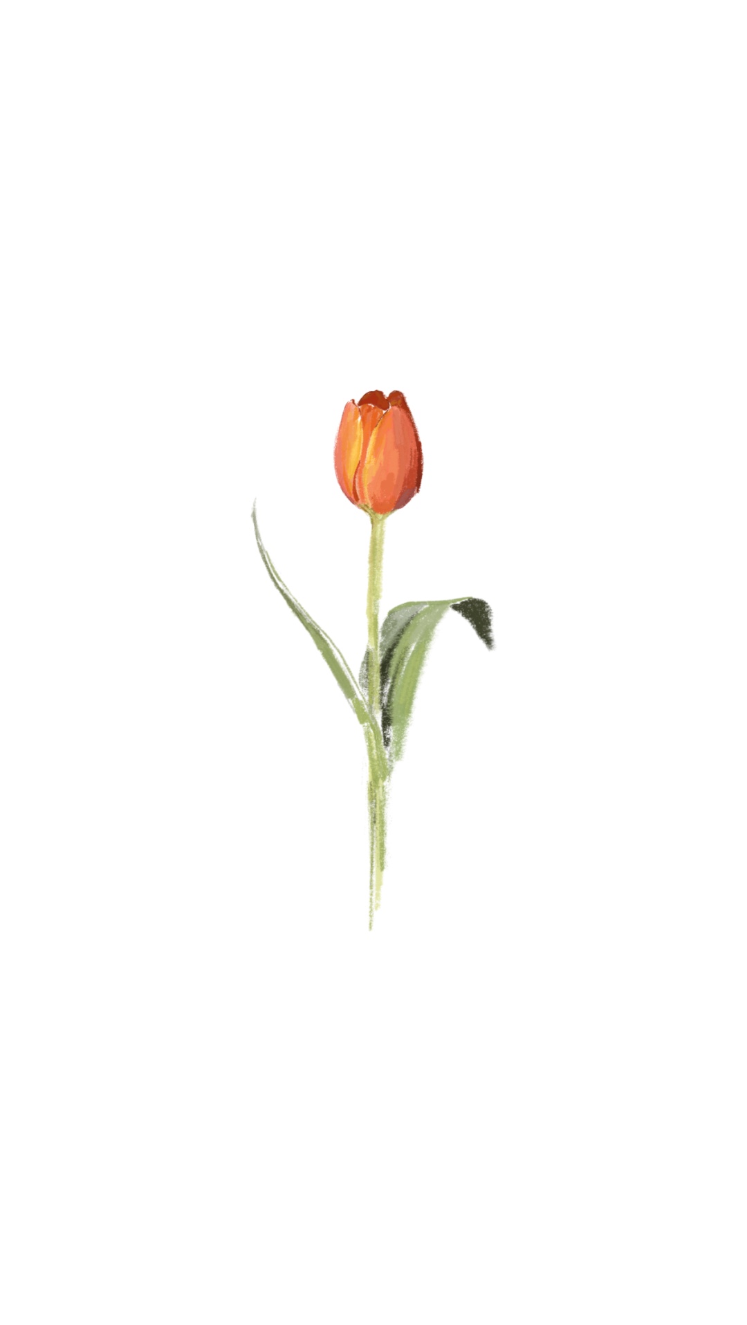 Tulip