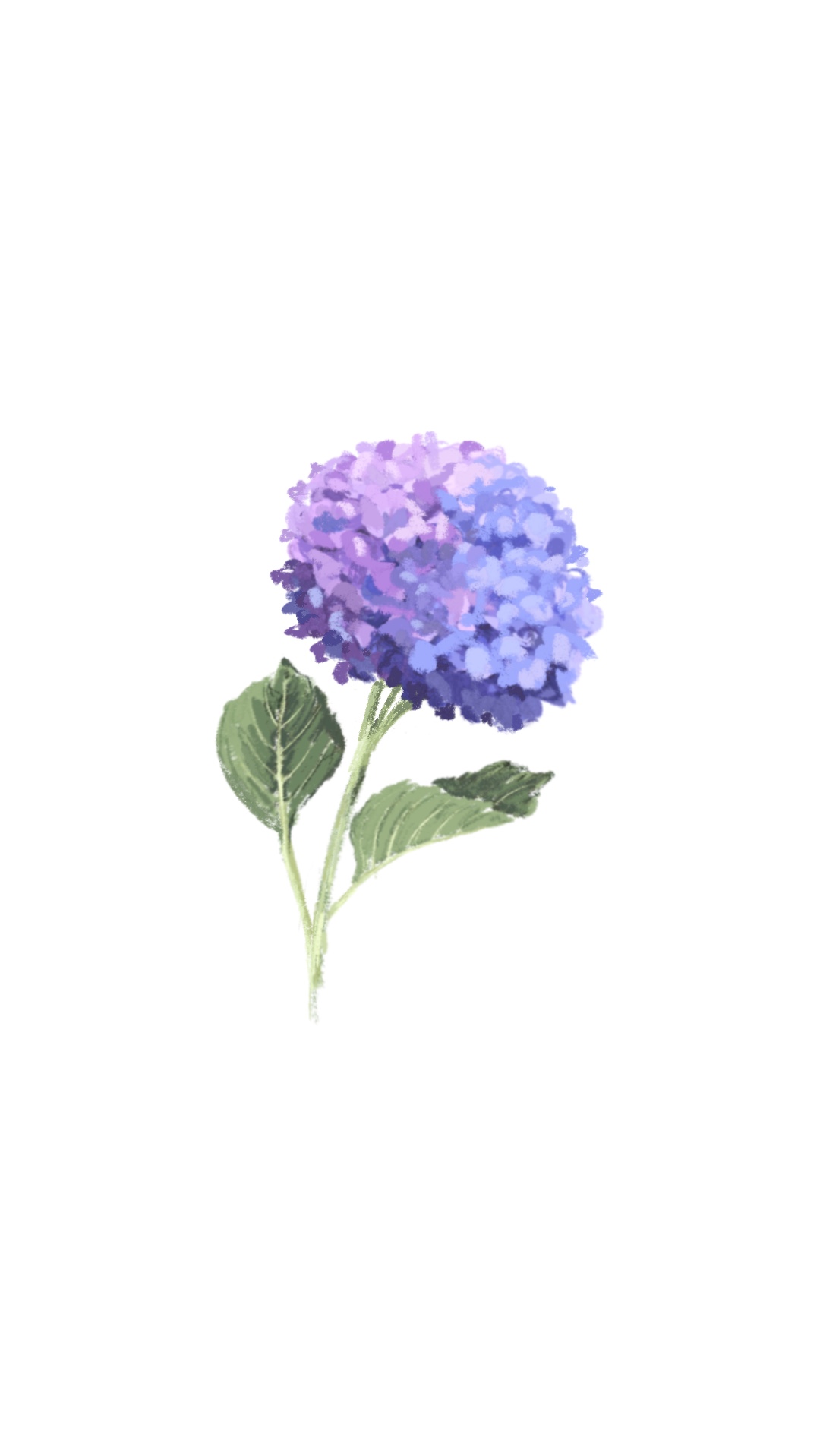 Hortensia