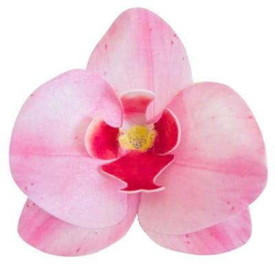 Dekoracija Gėlė Orchidėja rožinė (10vnt pakuotėje)