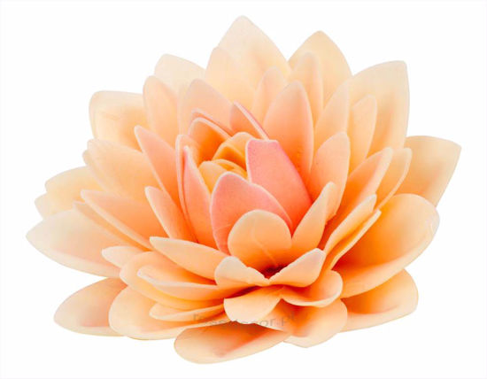 Gėlė Dalia pudros spalva  Rose