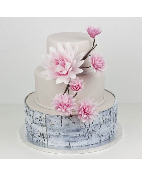 Gėlė Astra švelni rožinė Rose