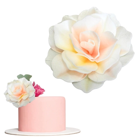 Gėlė rožė raudona spalva  Rose