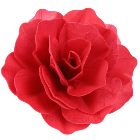 Gėlė rožė raudona spalva  Rose