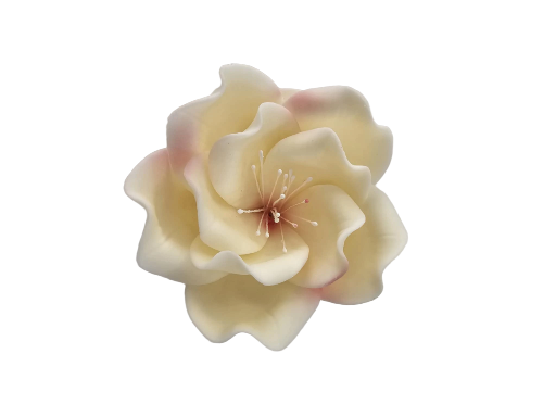 Gėlė Eustoma smėlio/rožinė spalva 8cm