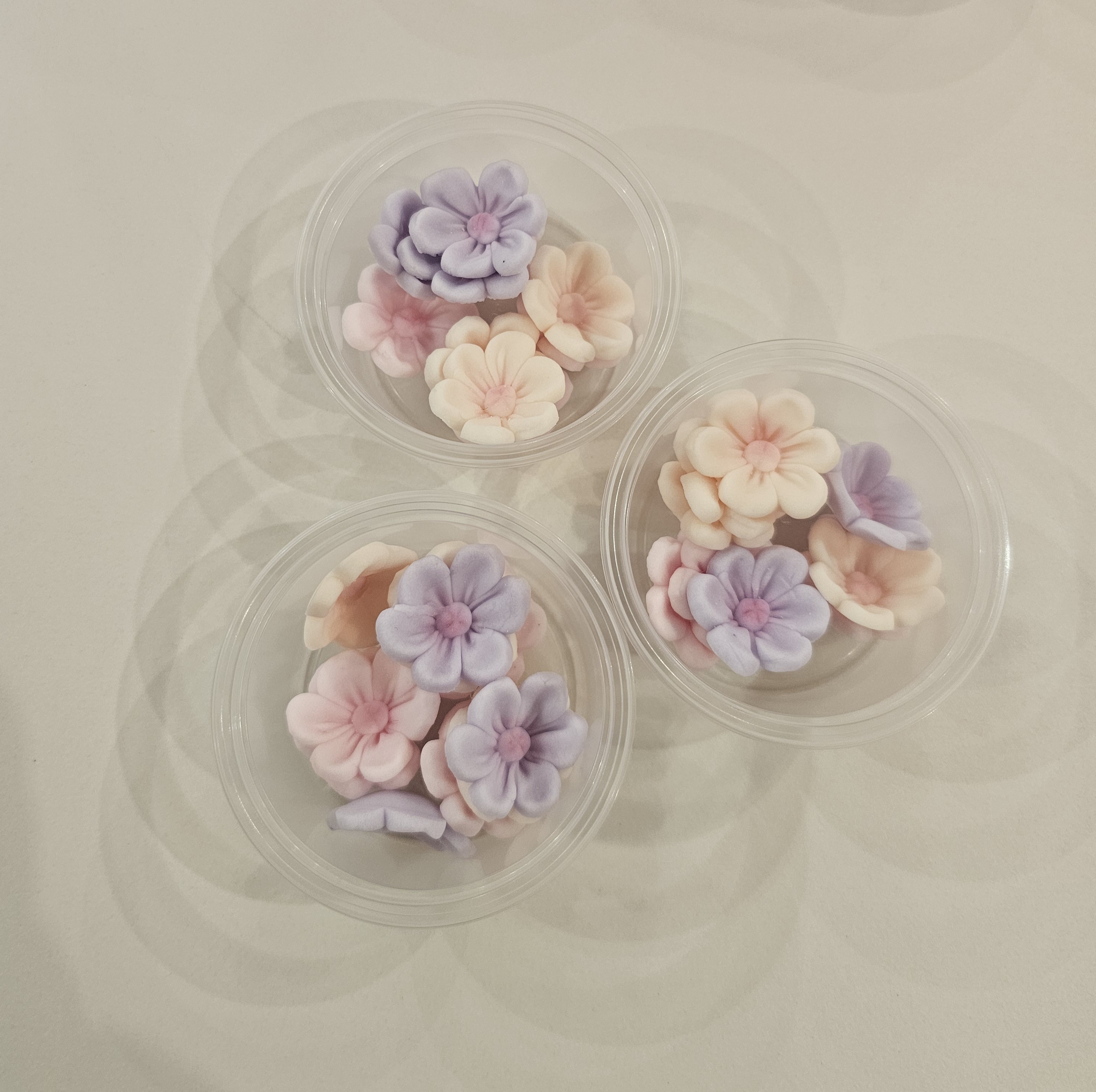 Gėlė Adonis pastelinių spalvų mixsas Rose