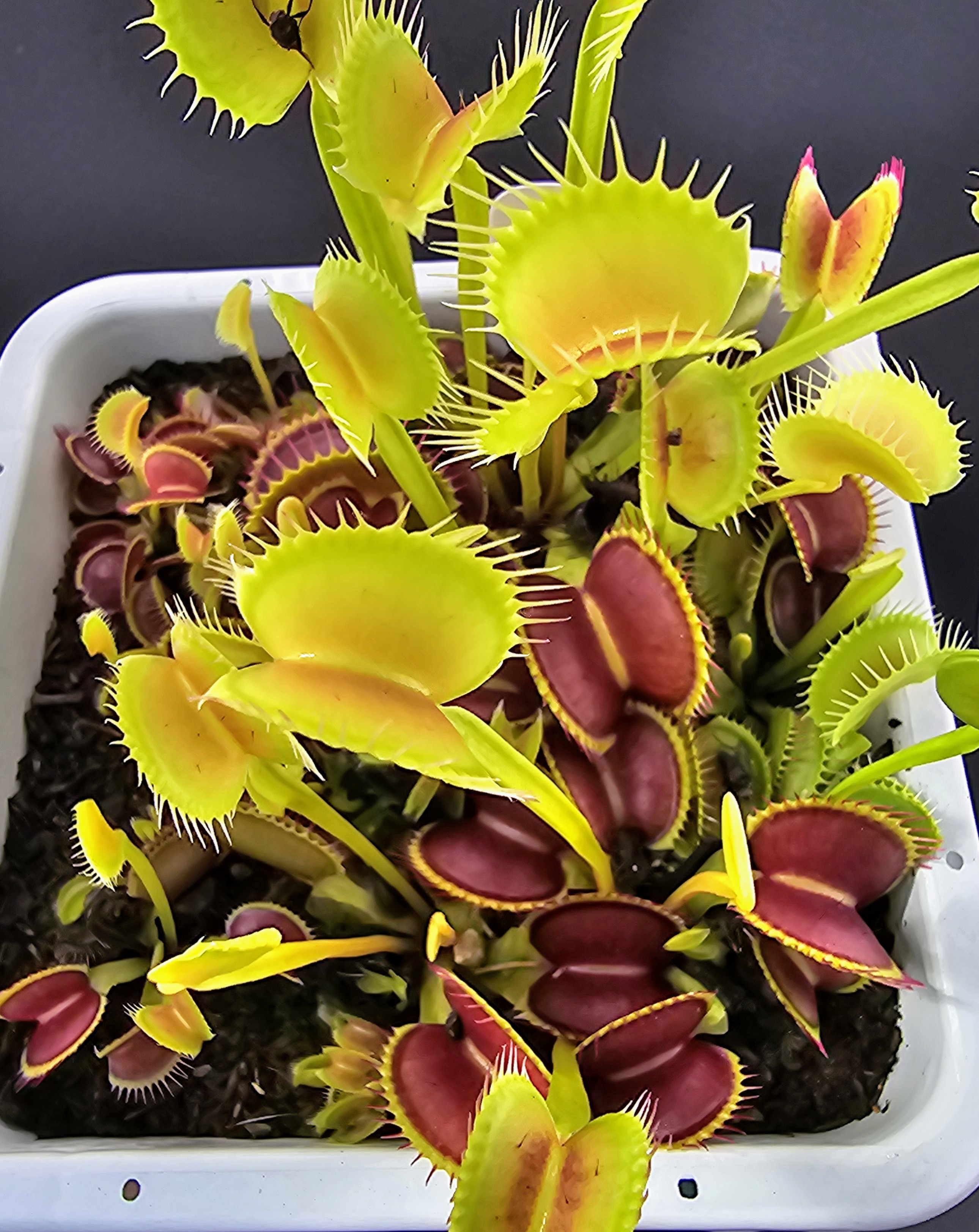 Chupacabra