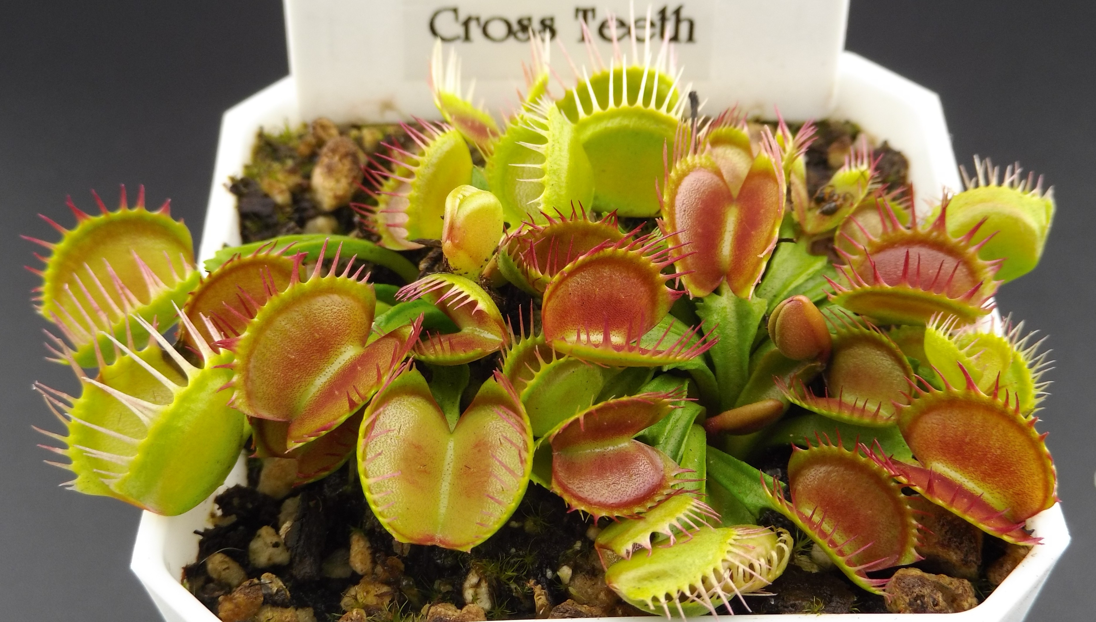 Cross Teeth