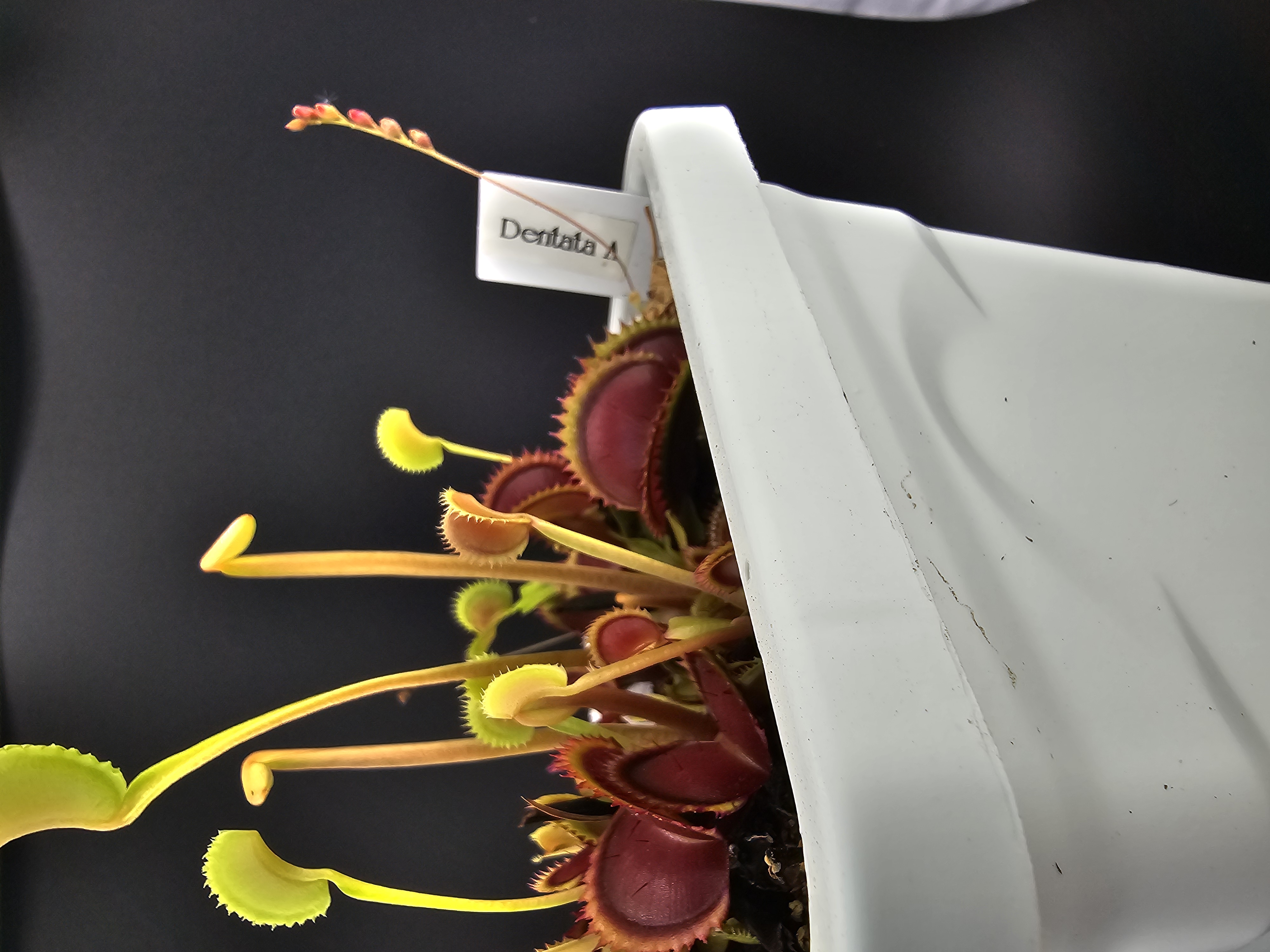 Dentata A