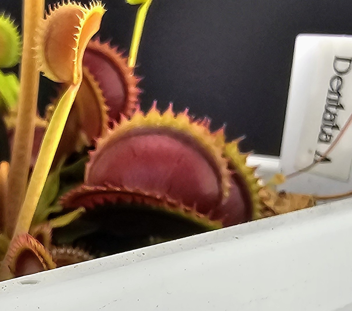 Dentata A
