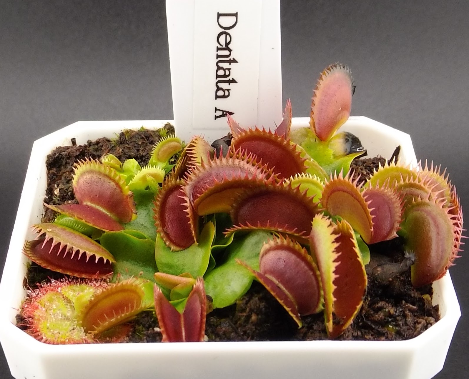 Dentata A