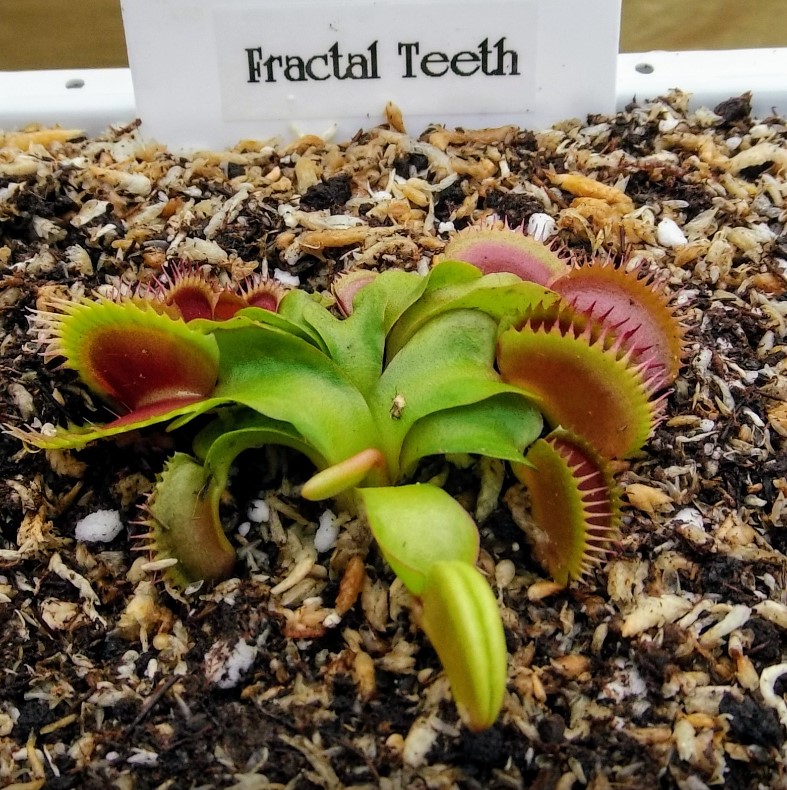 Fractal Teeth