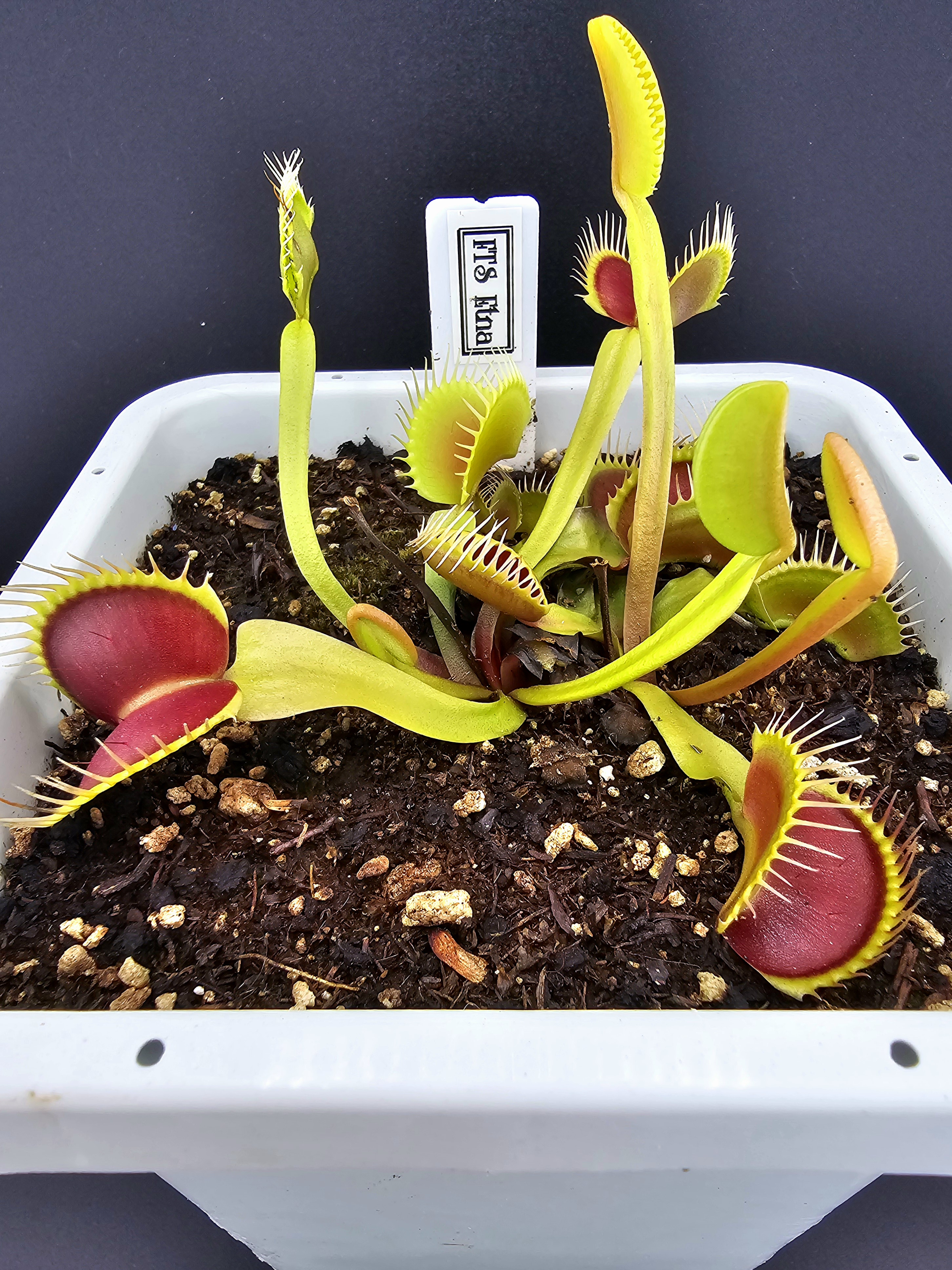 FTS Etna