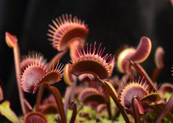 FTS Maroon Monster