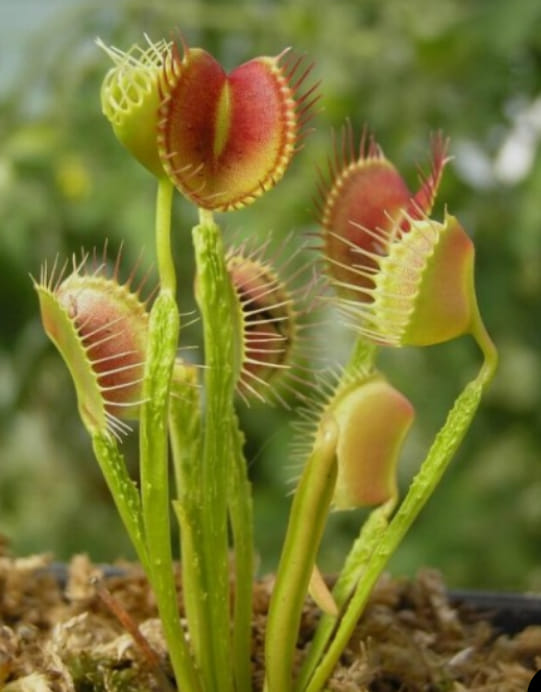 Funnel Traps