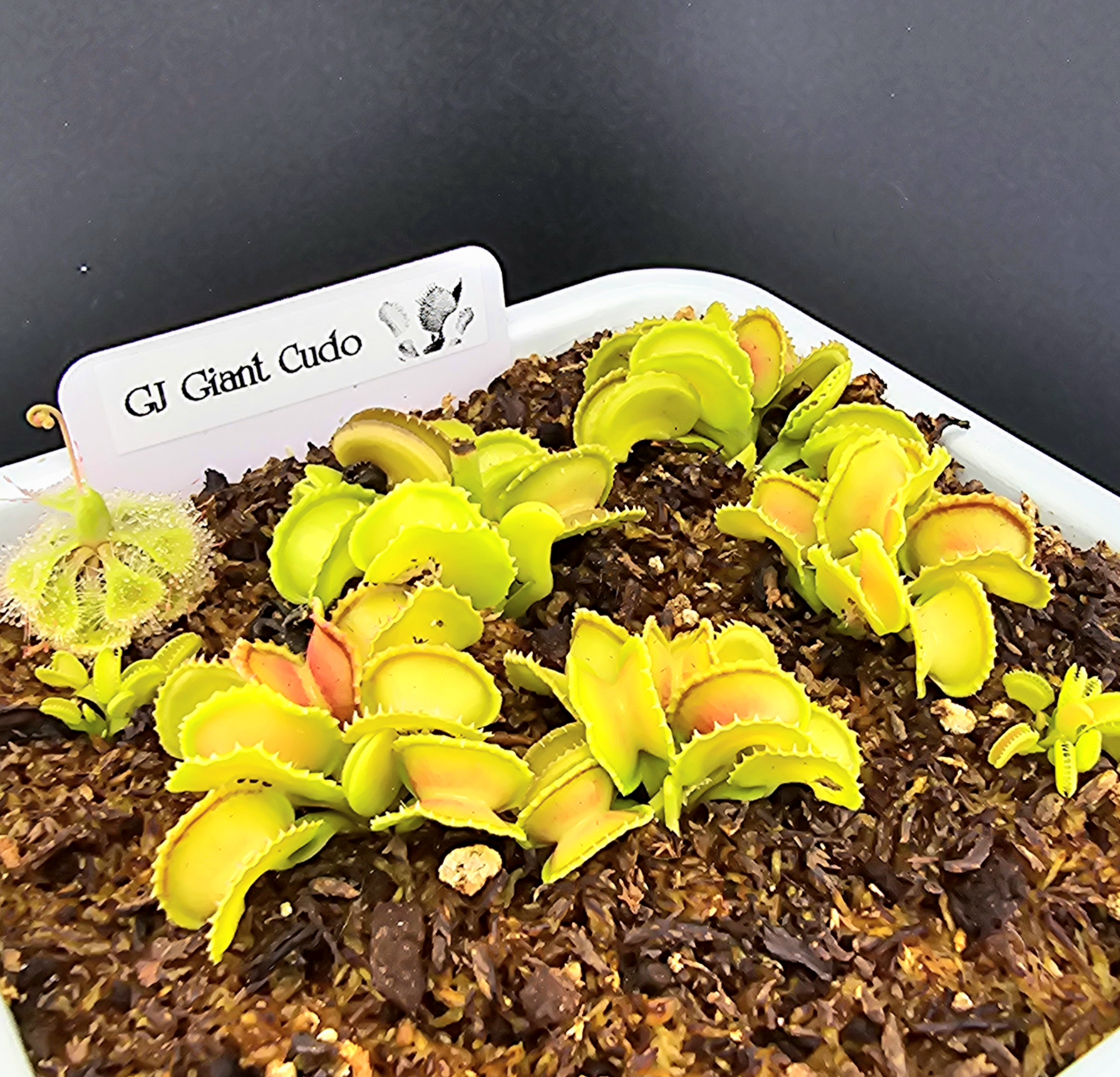 GJ Giant Cudo