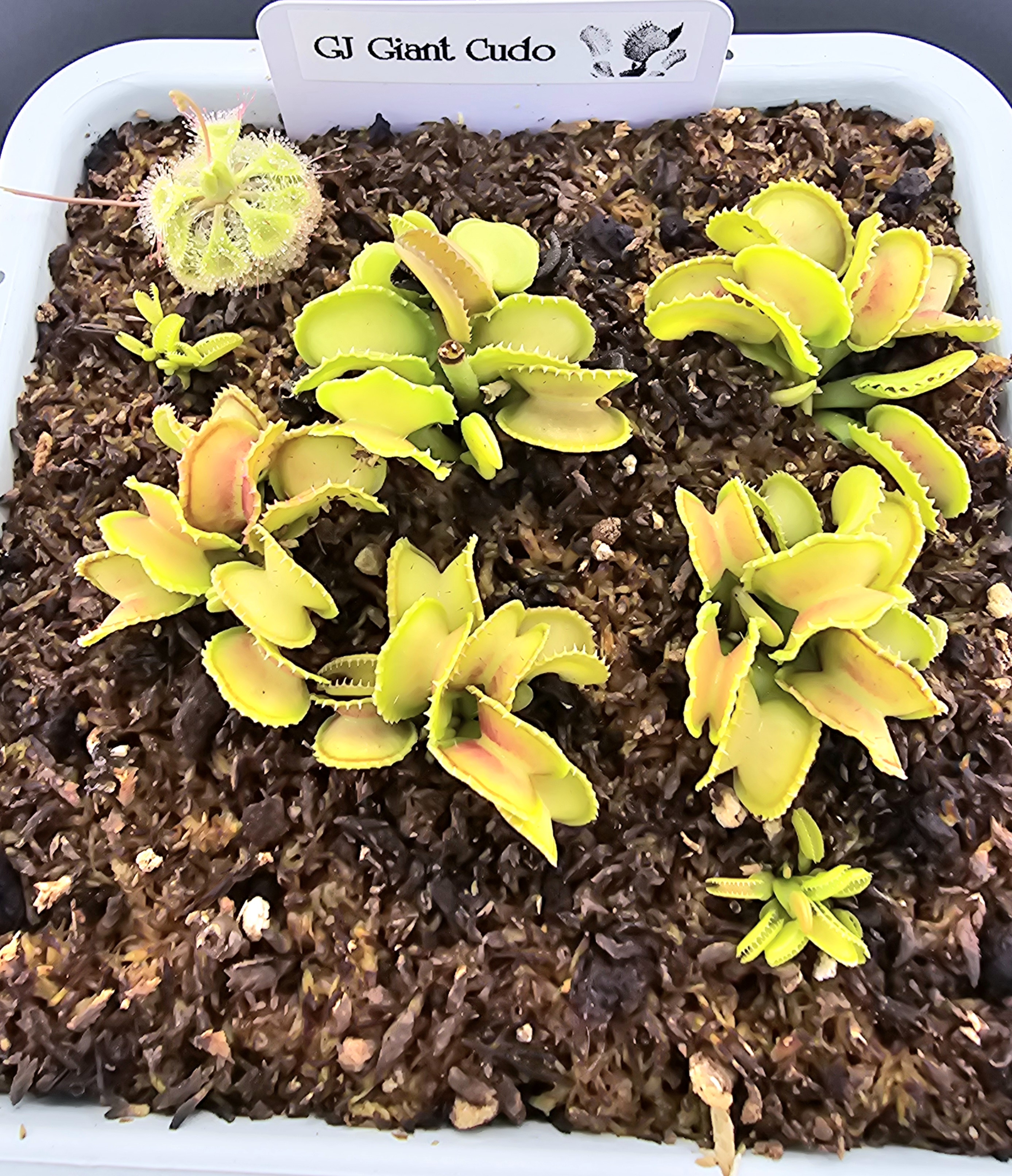 GJ Giant Cudo