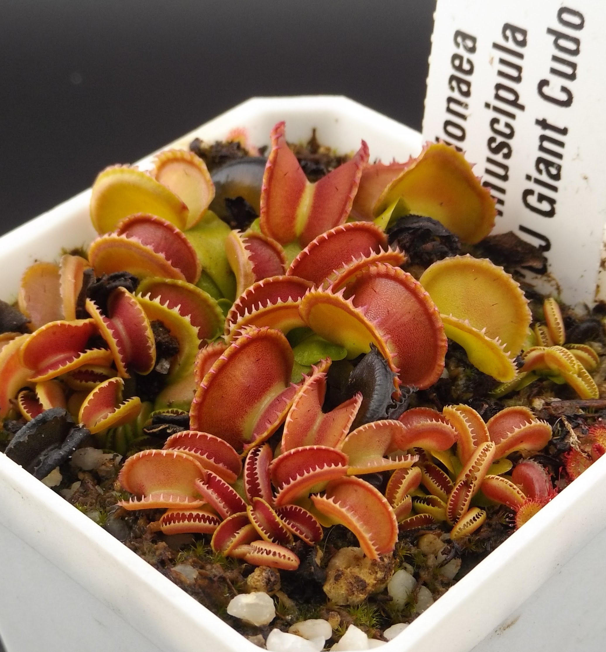 GJ Giant Cudo