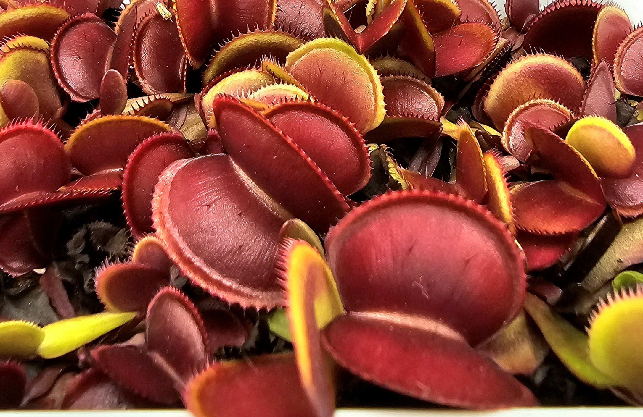 Red Micro-Teeth