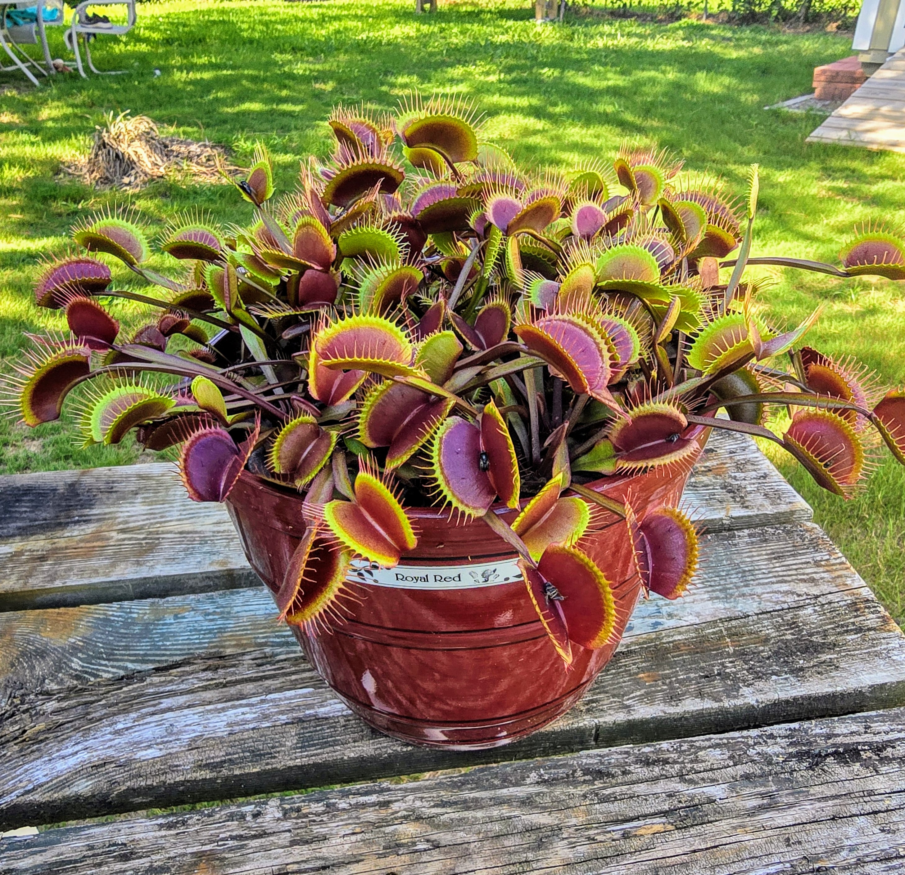Royal Red