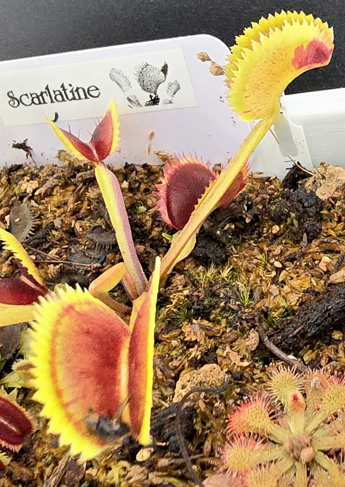Scarlatine