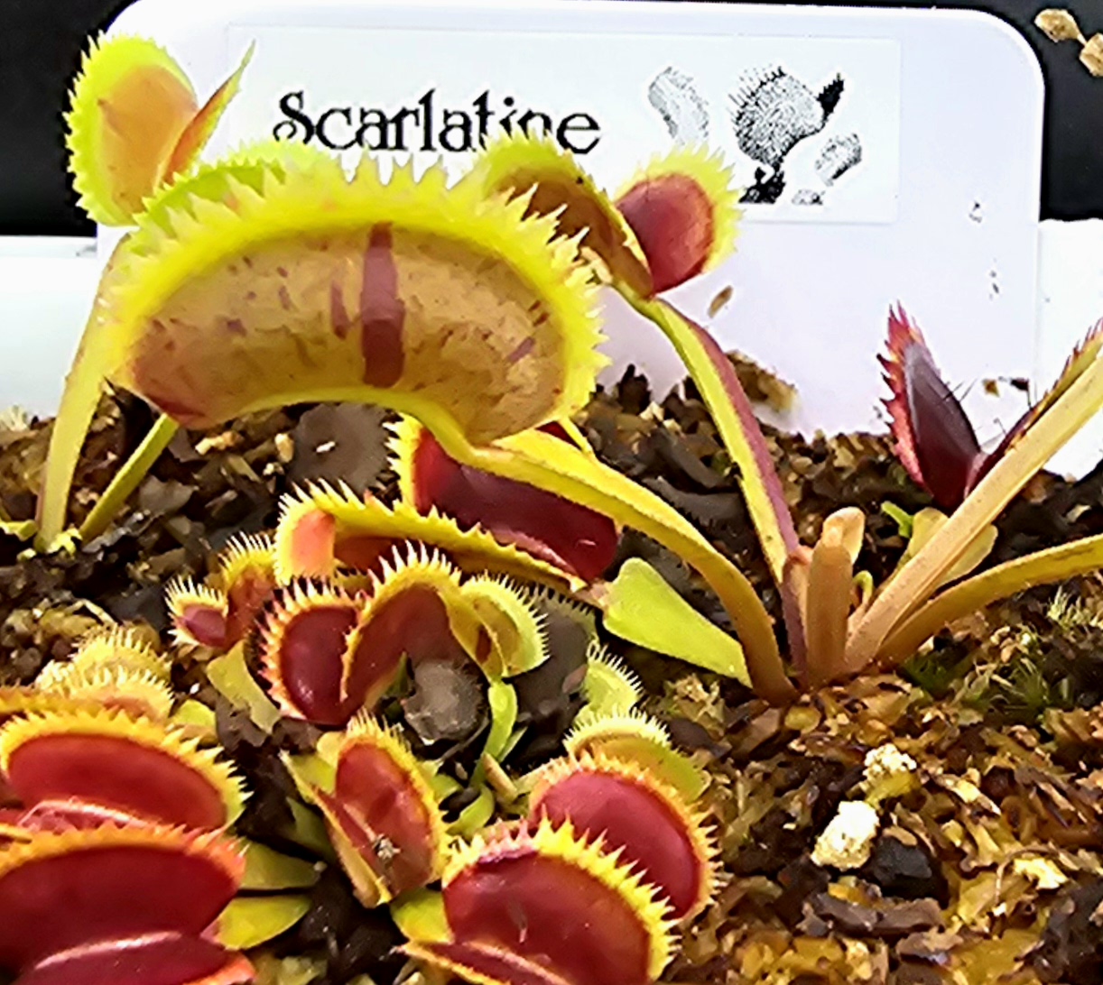 Scarlatine