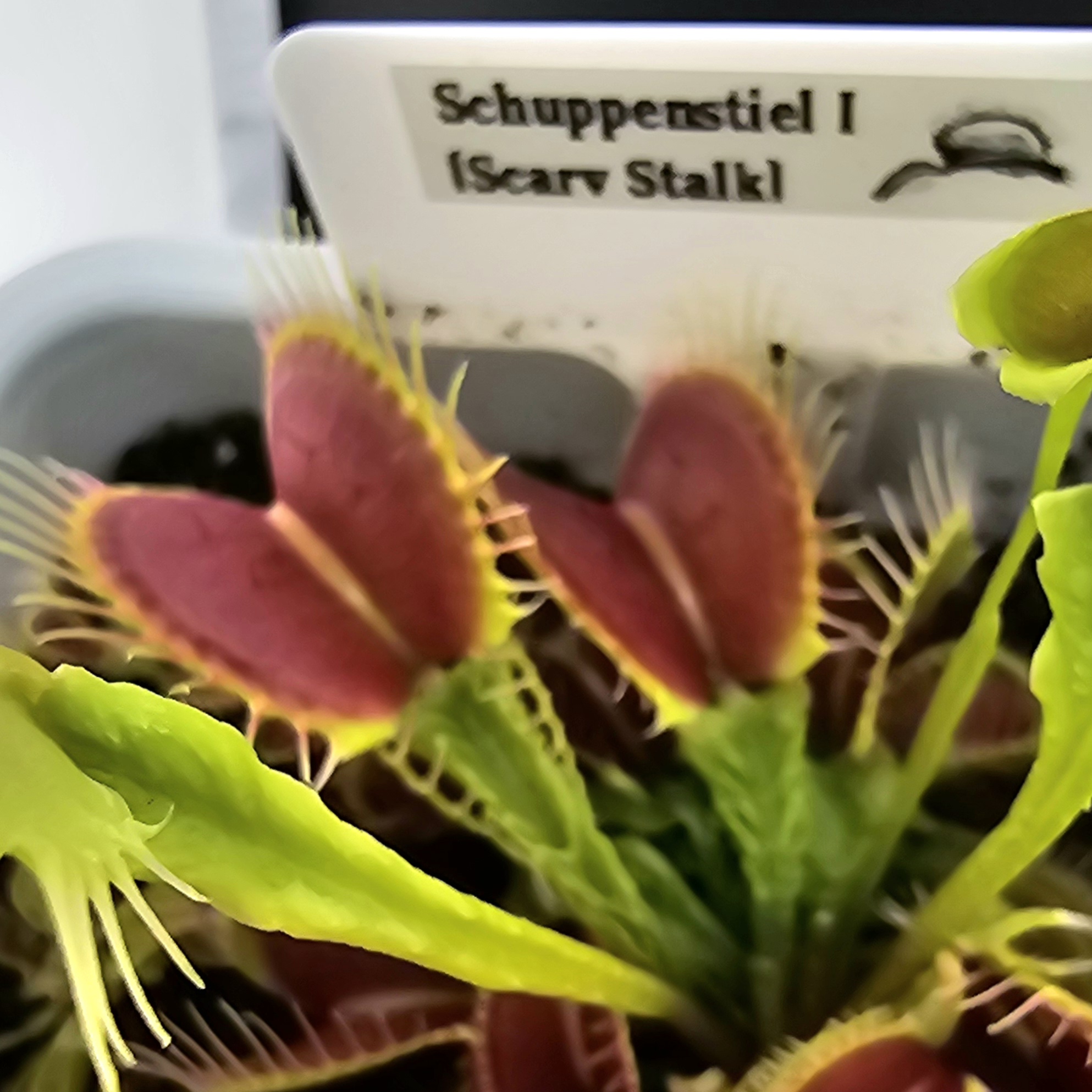 Schuppenstiel  (Scaled Stalk)