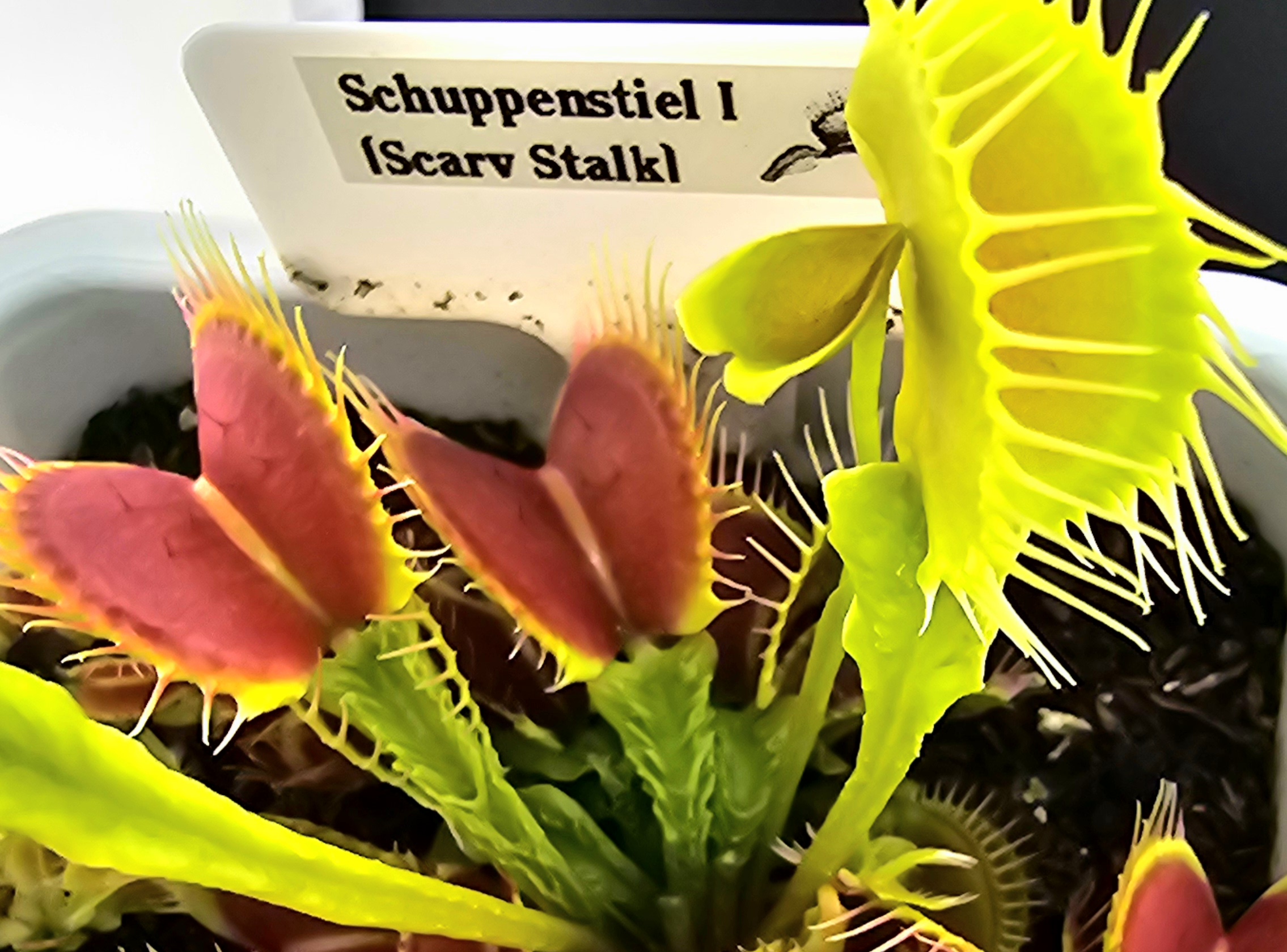 Schuppenstiel  (Scaled Stalk)