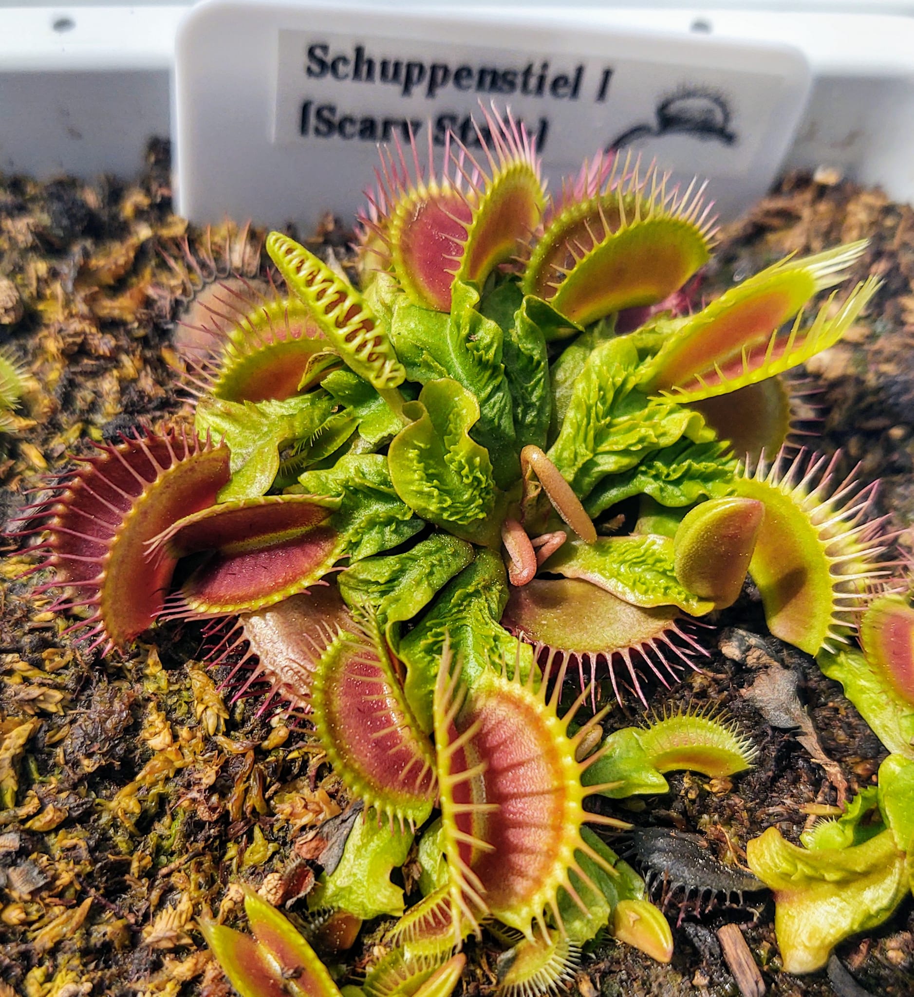 Schuppenstiel  (Scaled Stalk)