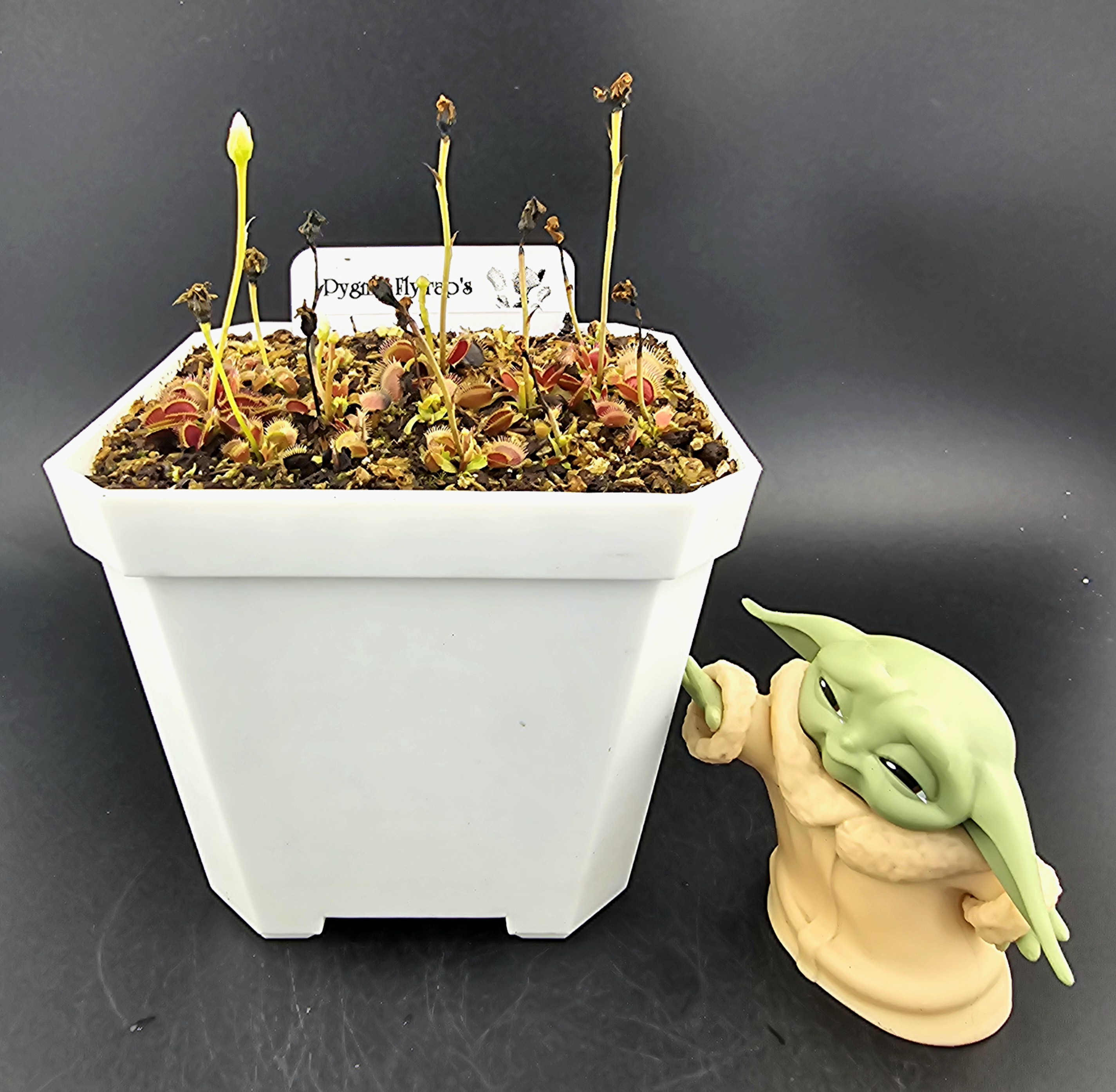 Pygmy Flytrap