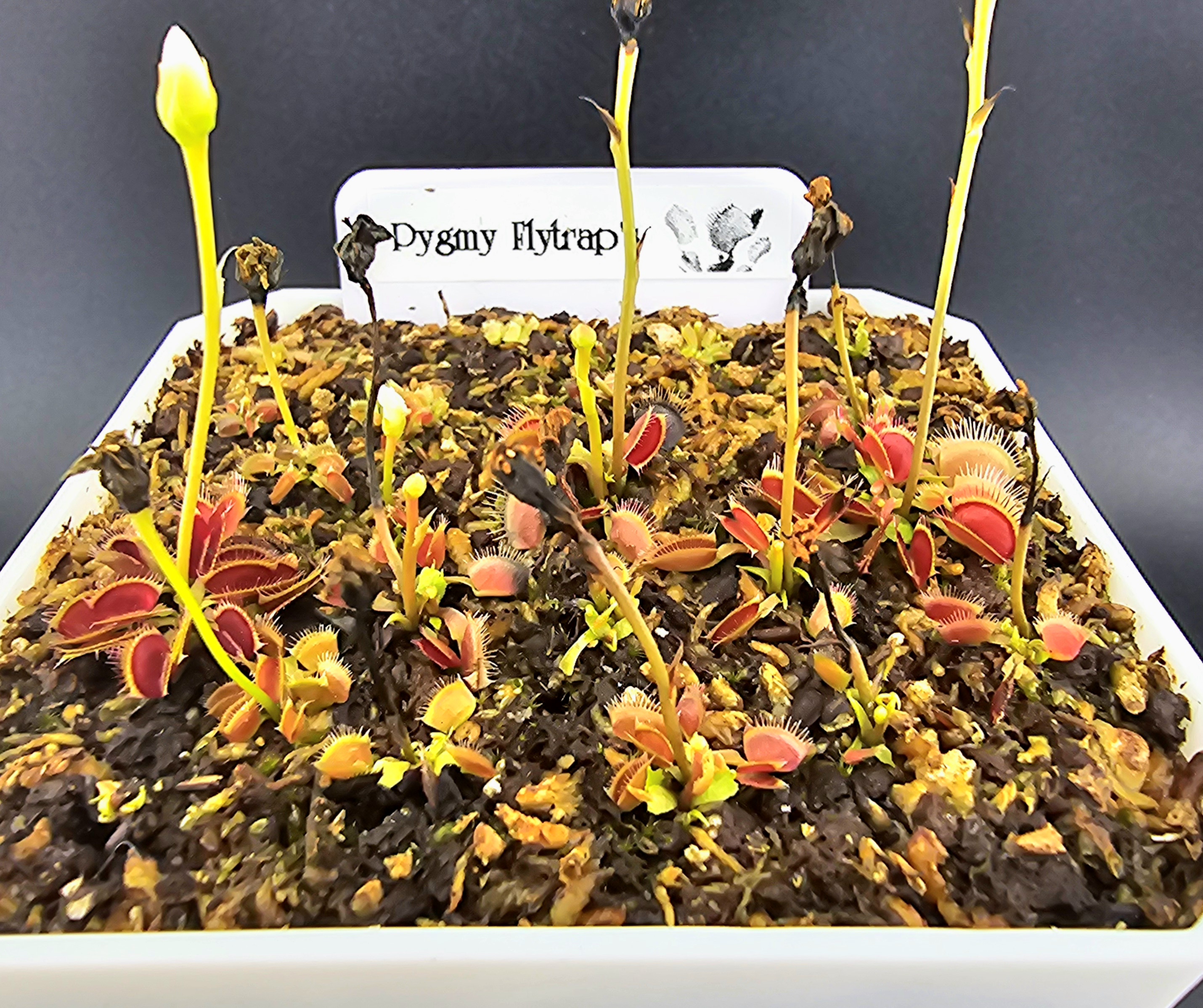 Pygmy Flytrap